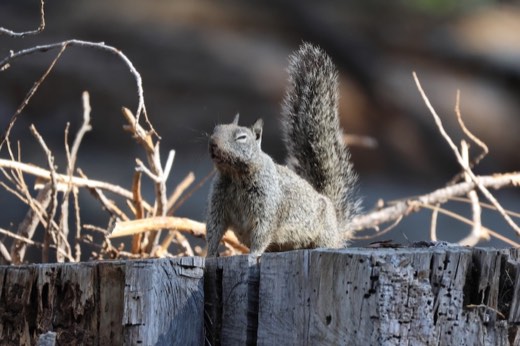 Eichhörnchen im Yosemite-Nationalpark